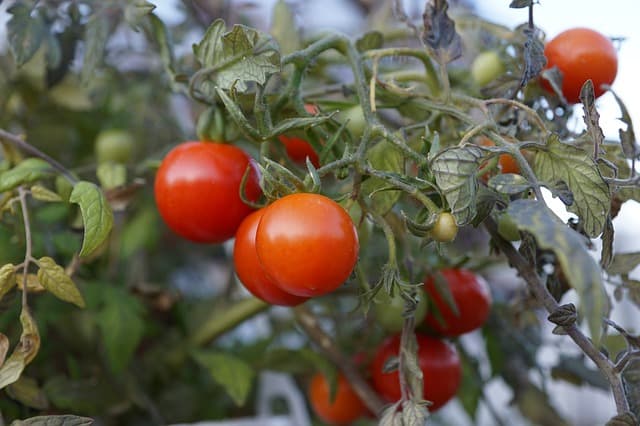 growing tomatoes indoors