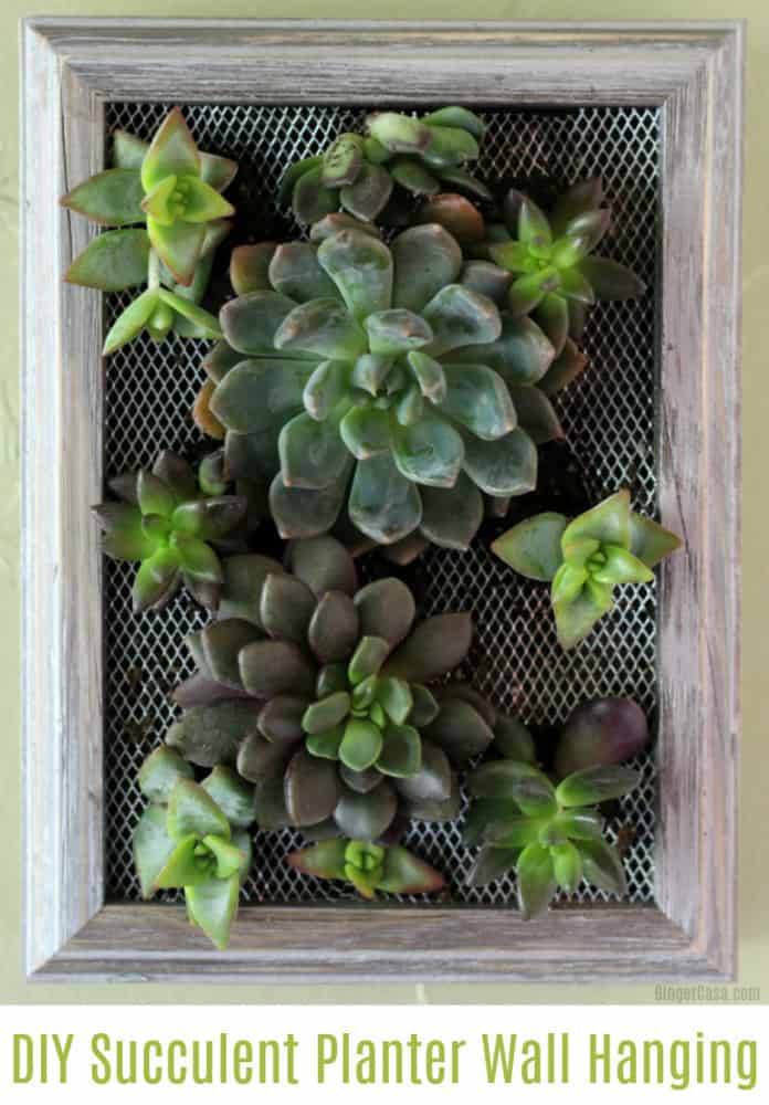 succulent wall hanging