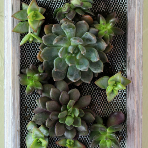 DIY Succulent Wall Hanging