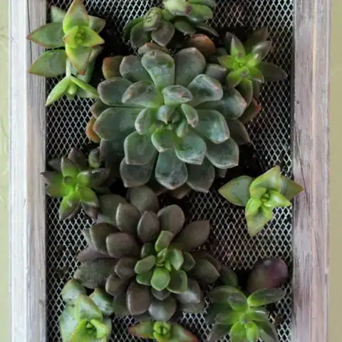DIY Succulent Wall Hanging