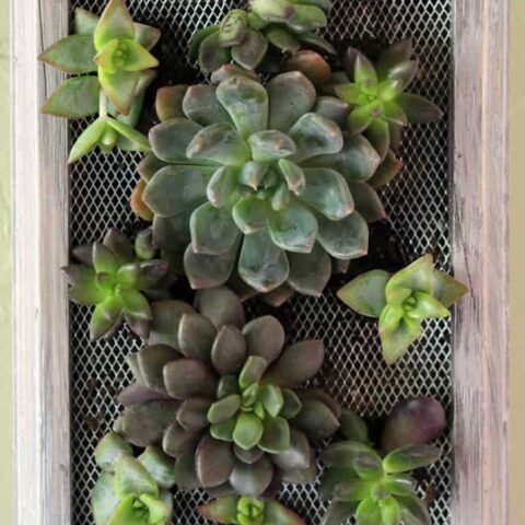 DIY Succulent Wall Hanging