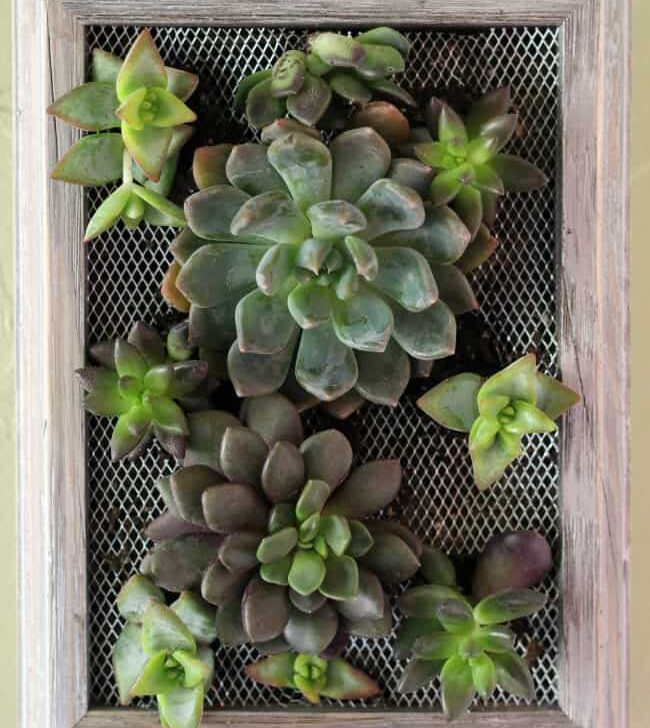 Image showcasing DIY Succulent Wall Hanging - Gorgeous Addition to Your House!