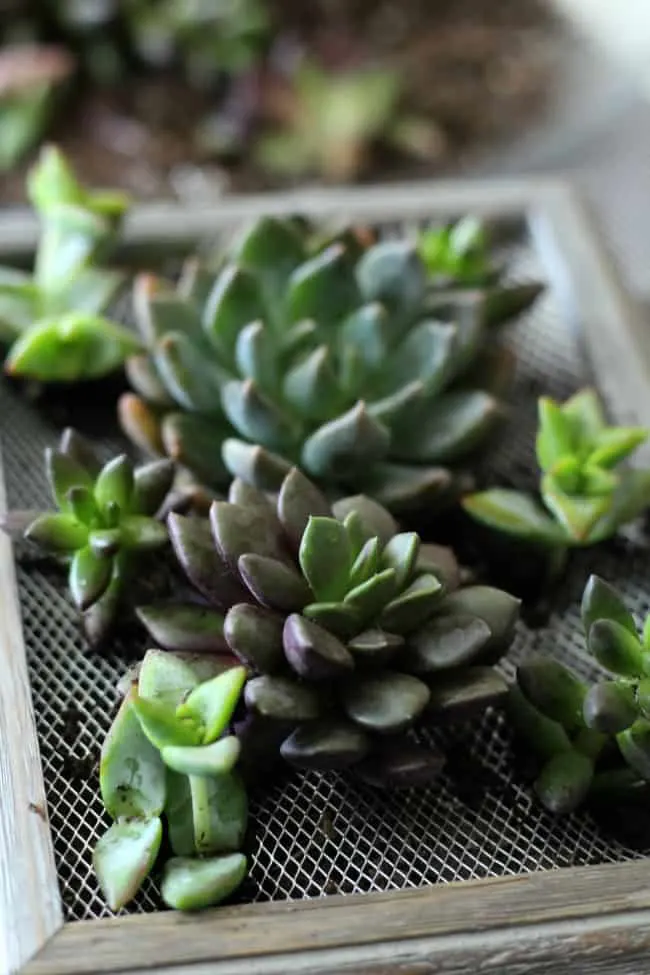 succulent wall hanging