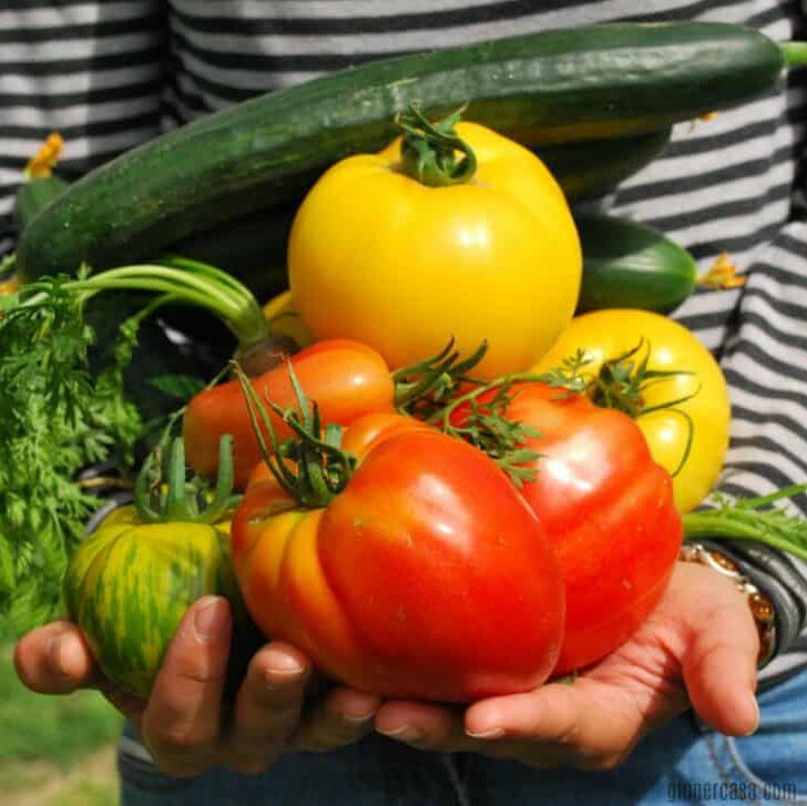 Frugal Gardening Tips to Save Money on Food