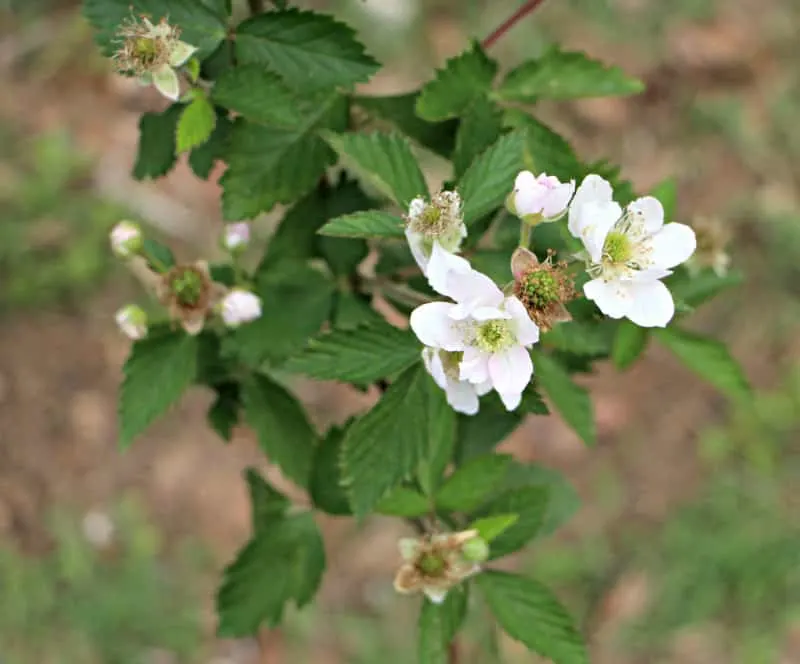 organic fertilizer