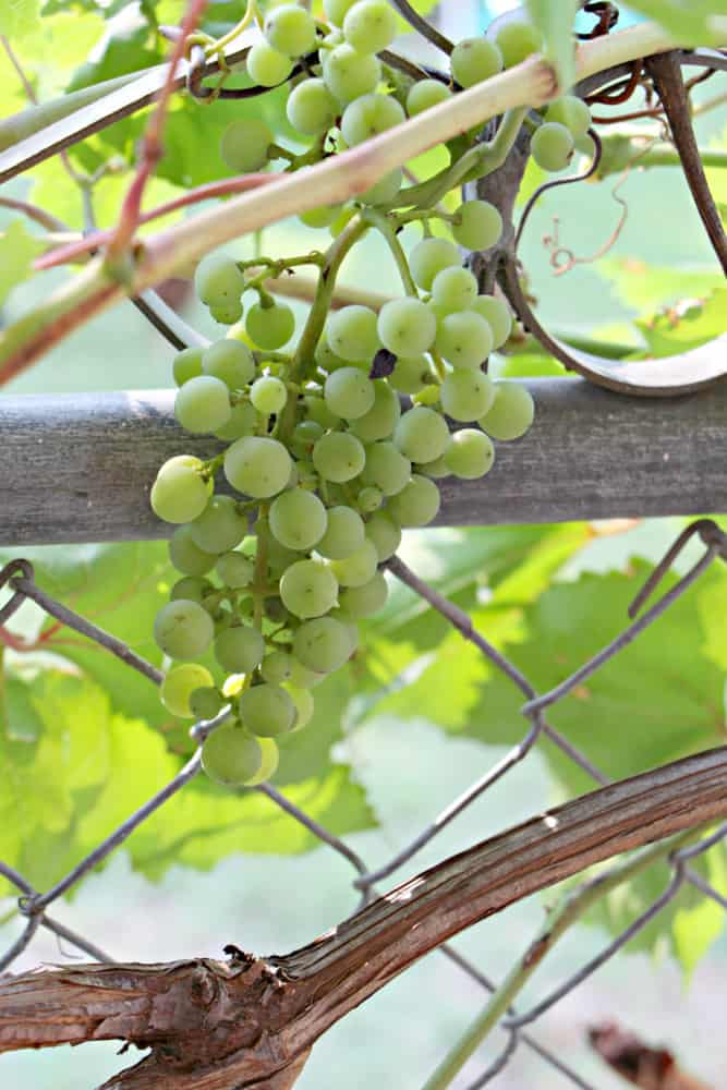 organic fertilizer grapes