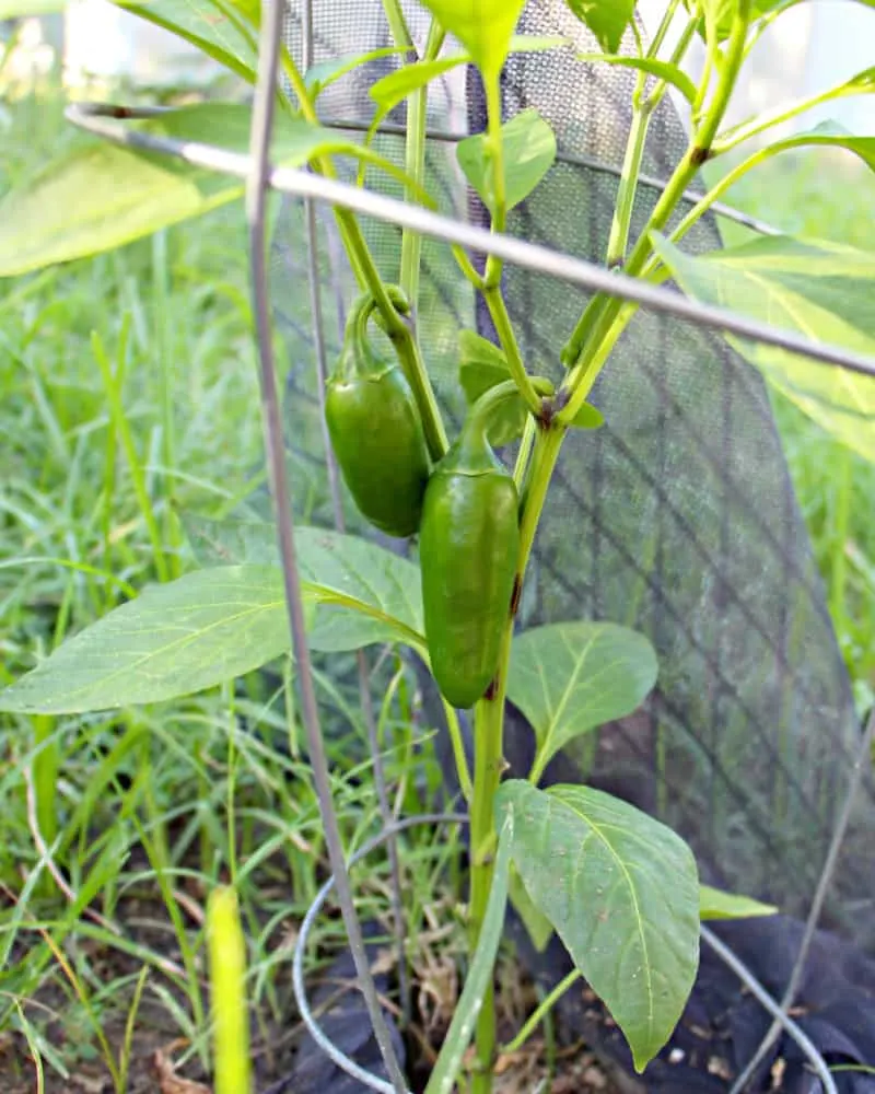 organic fertilizer pepper plant