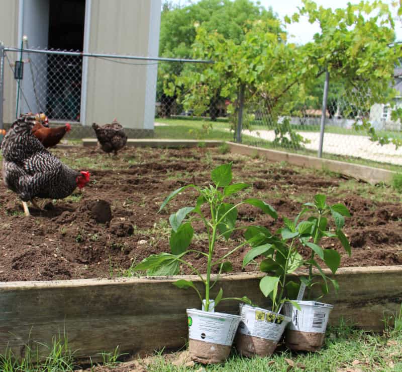 organic fertilizer