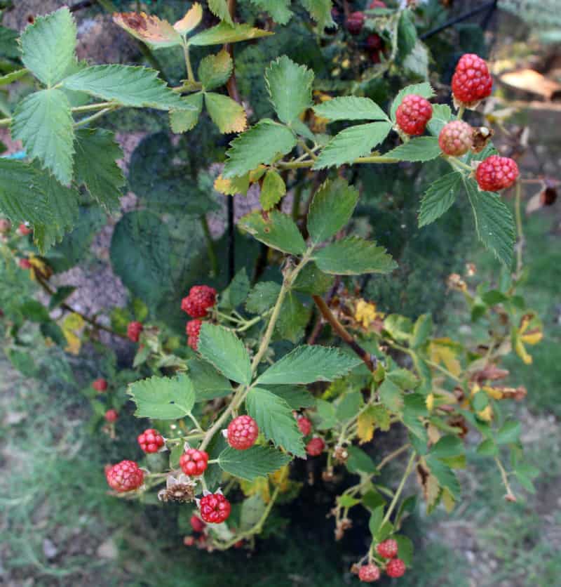organic fertilizer blackberries