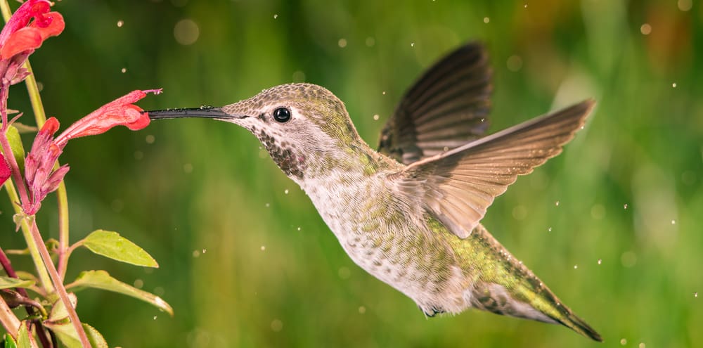 hummingbird garden