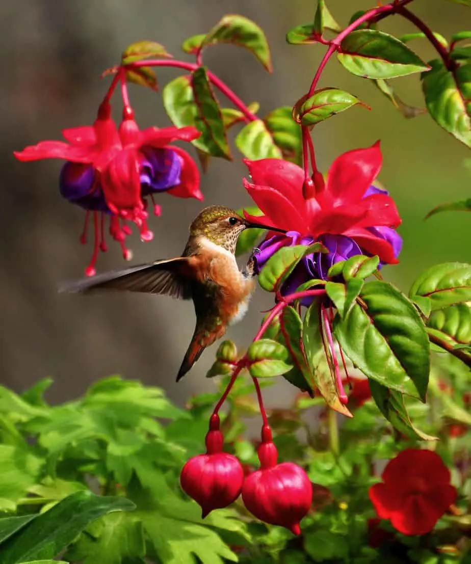 hummingbird garden