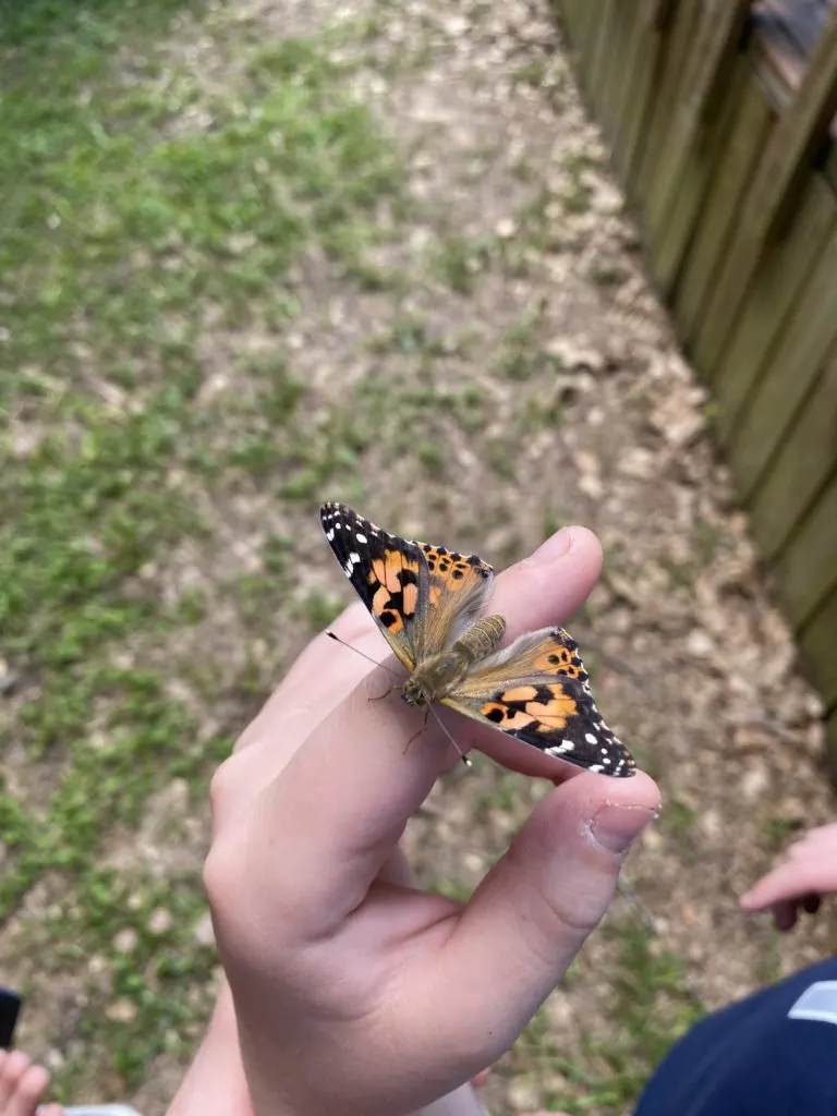 how to make a pollinator friendly yard - painted lady 