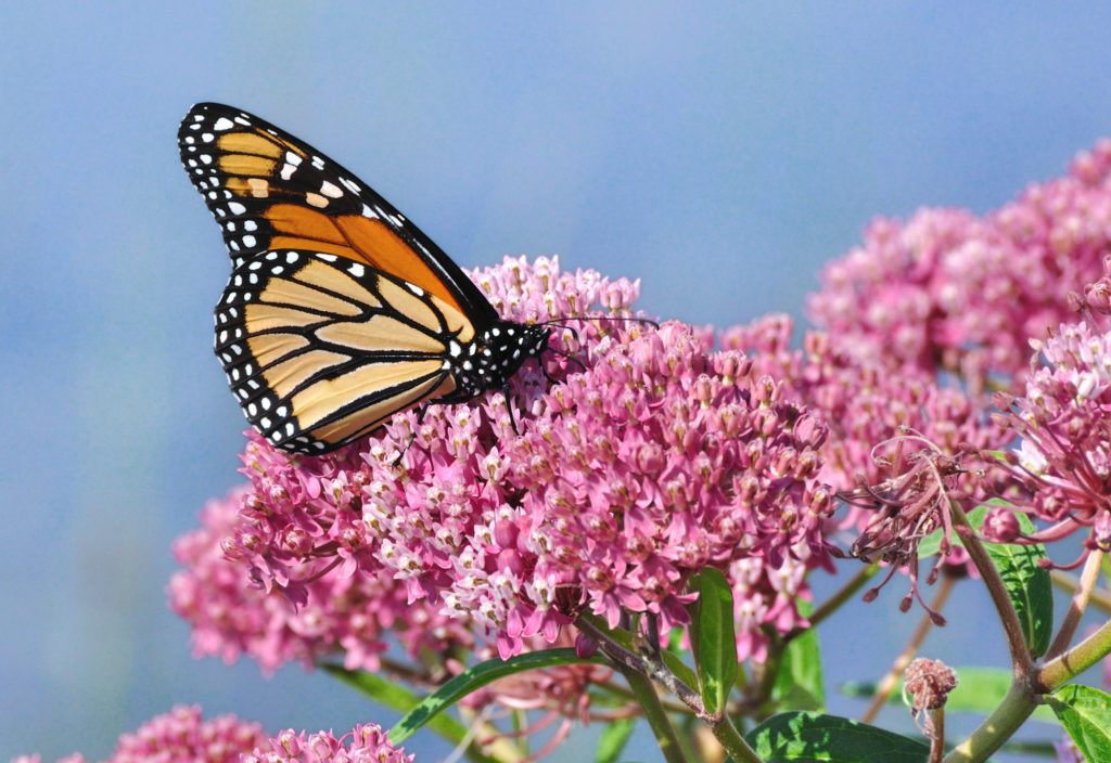 monarch butterfly habitally milkweed pollinator friendly backyard