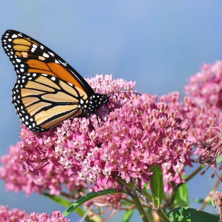 How to Make a Pollinator Friendly Yard – Great for Stress Relief!