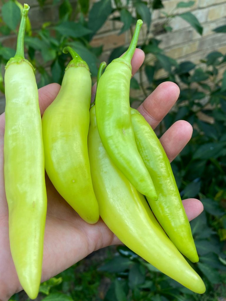 garden banana peppers