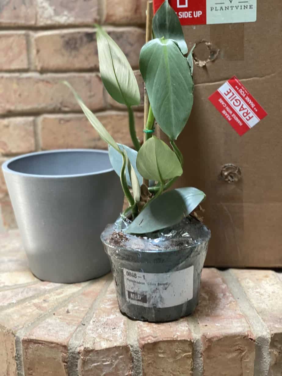 plantvine philodendron silver sword