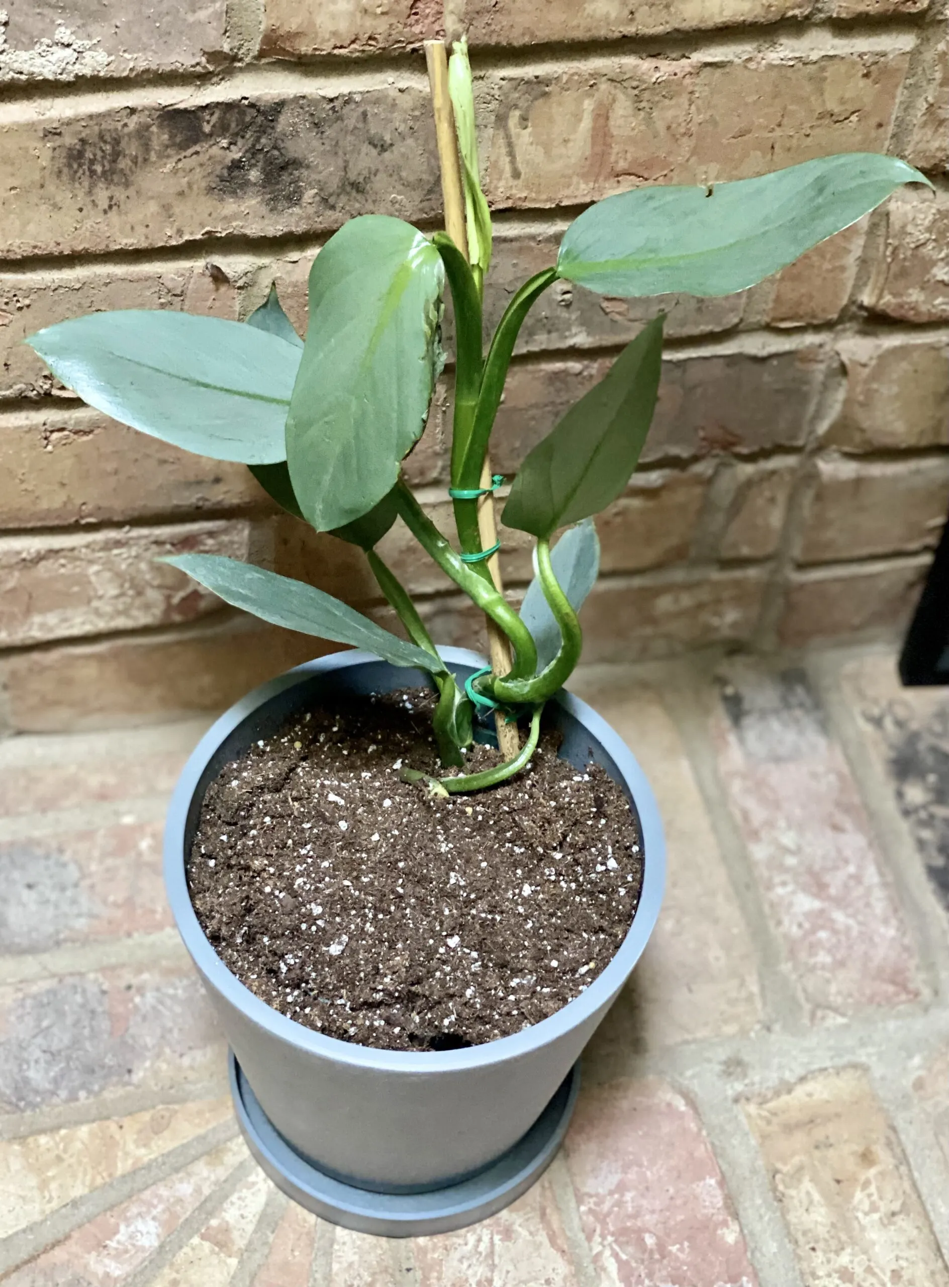 plantvine silver sword philodendron