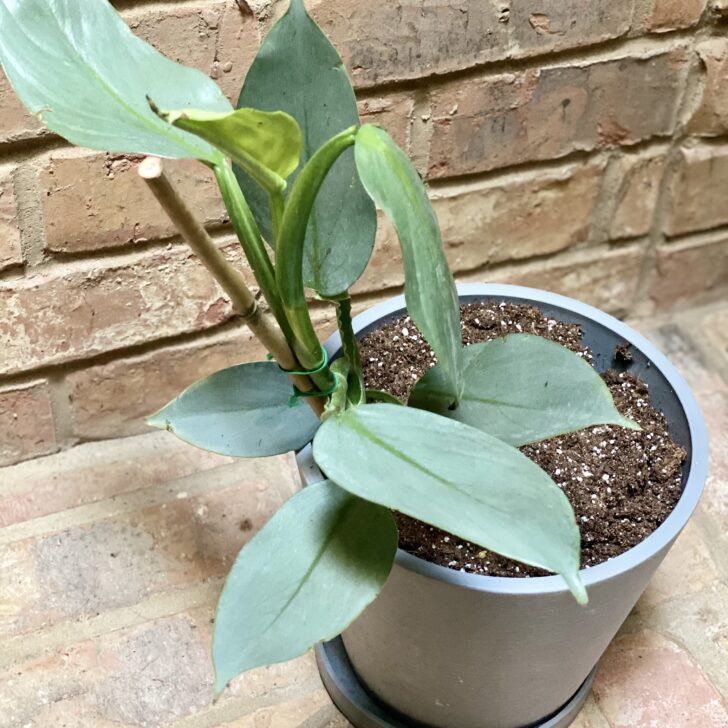 PlantVine Premium Eco-Friendly Planters and Houseplants