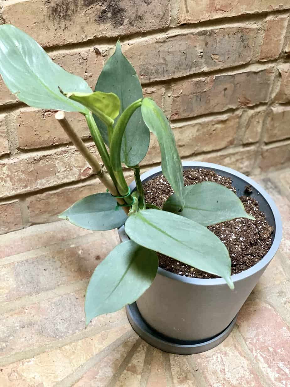 plantvine philodendron silver sword