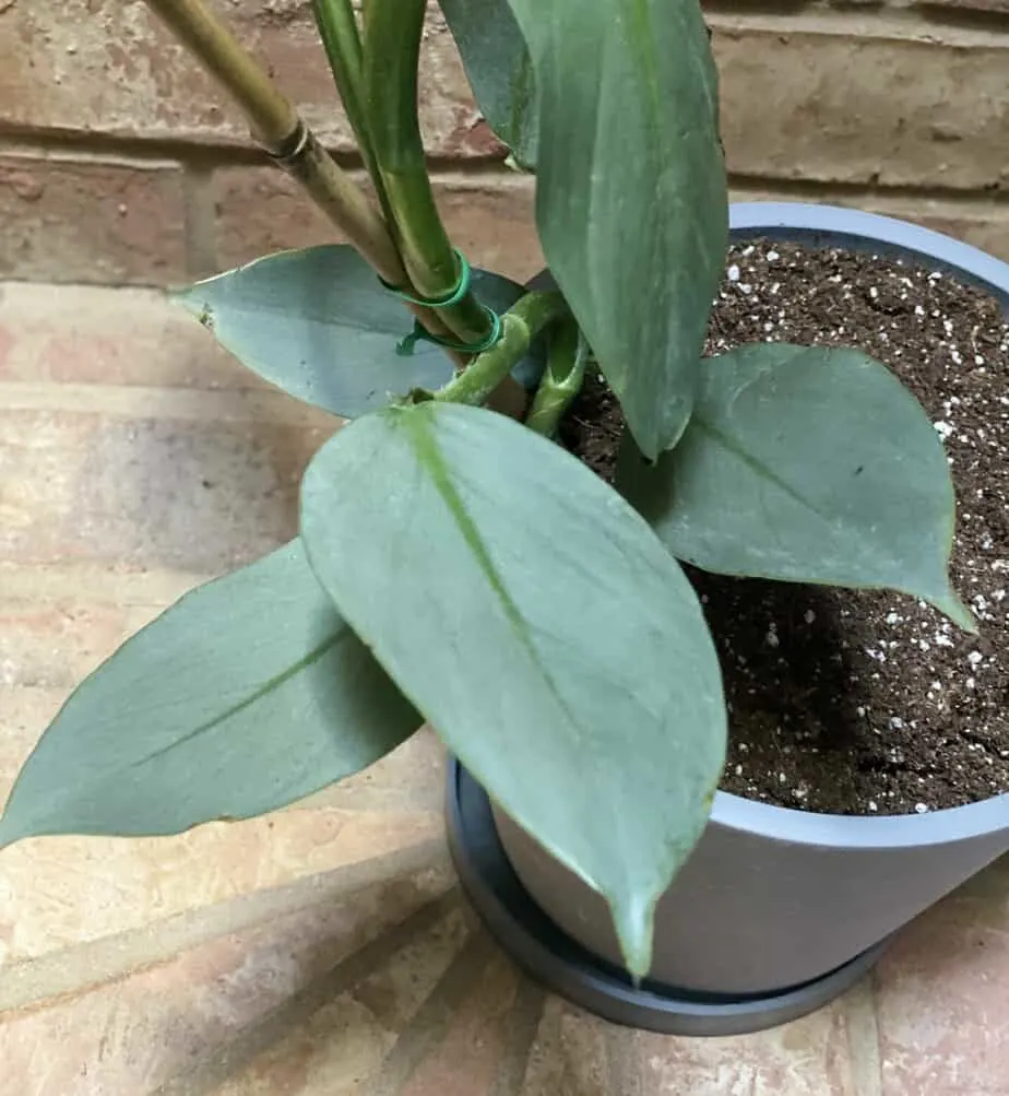 plantvine philodendron silver sword