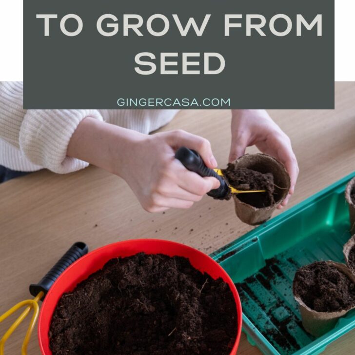 Best Indoor Plants to Grow from Seed