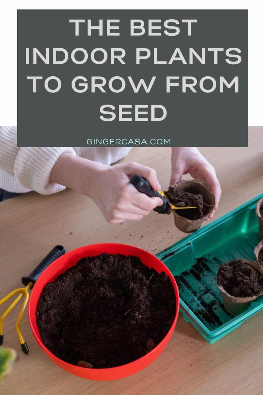 Best Indoor Plants to Grow from Seed Ginger Casa