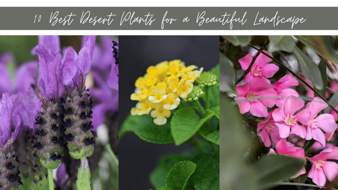 Transform your Yard 10 Best Desert Plants for a Beautiful Landscape