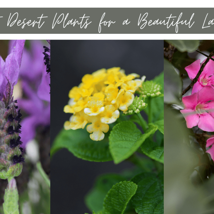 Transform your Yard 10 Best Desert Plants for a Beautiful Landscape