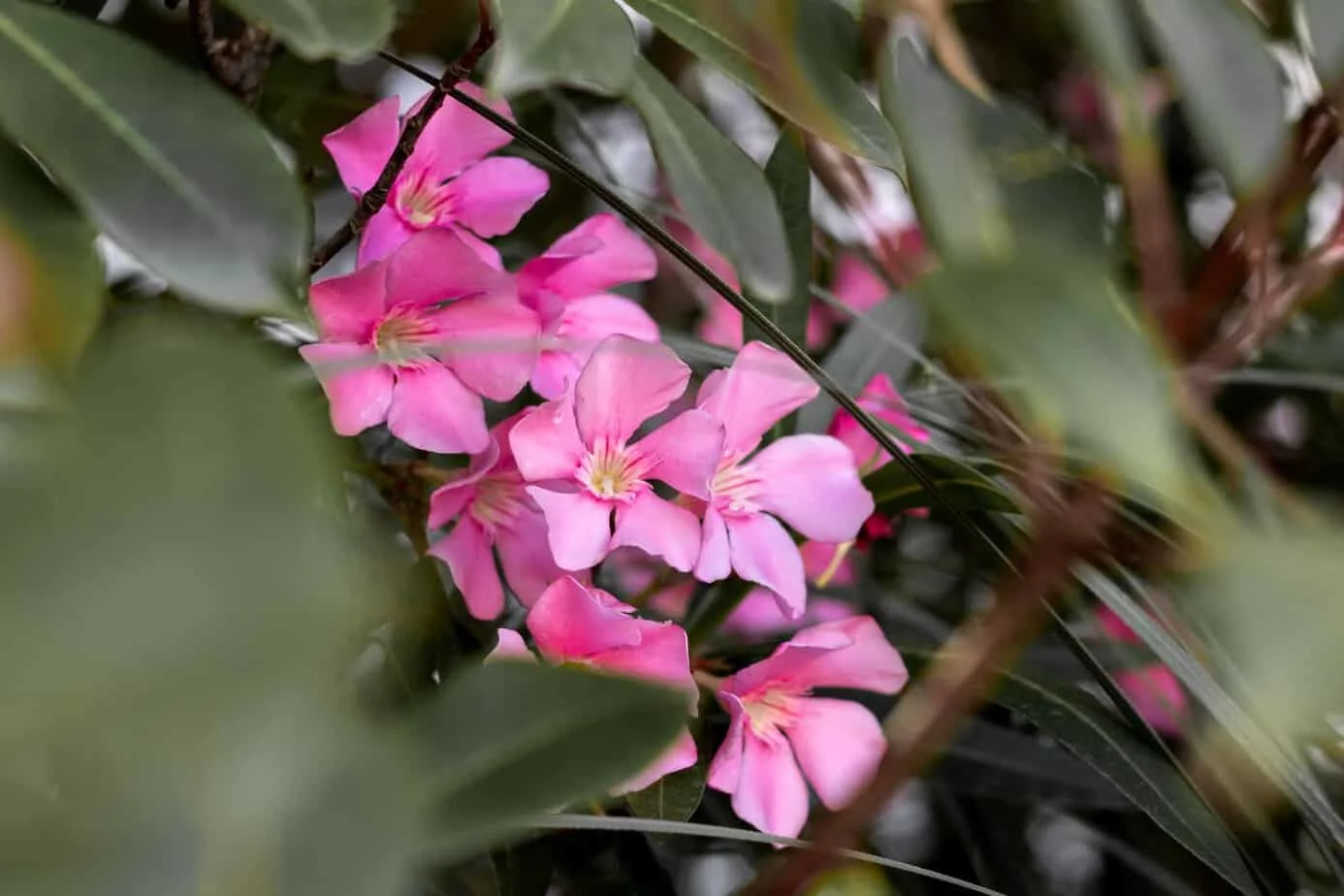 oleander desert plants