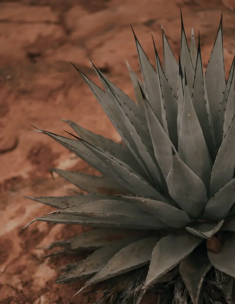 agave desert plants