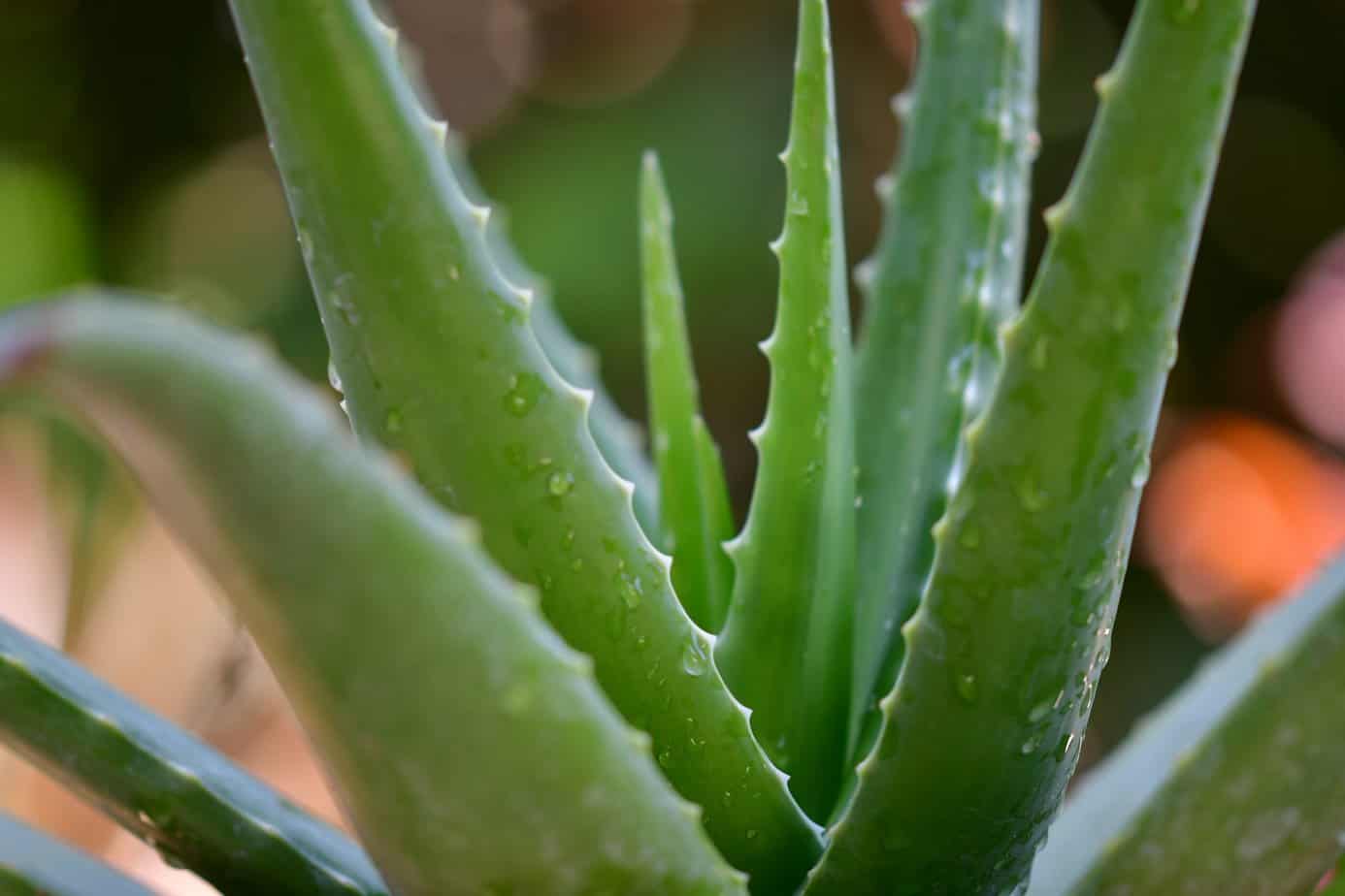 desert plants aloe vera