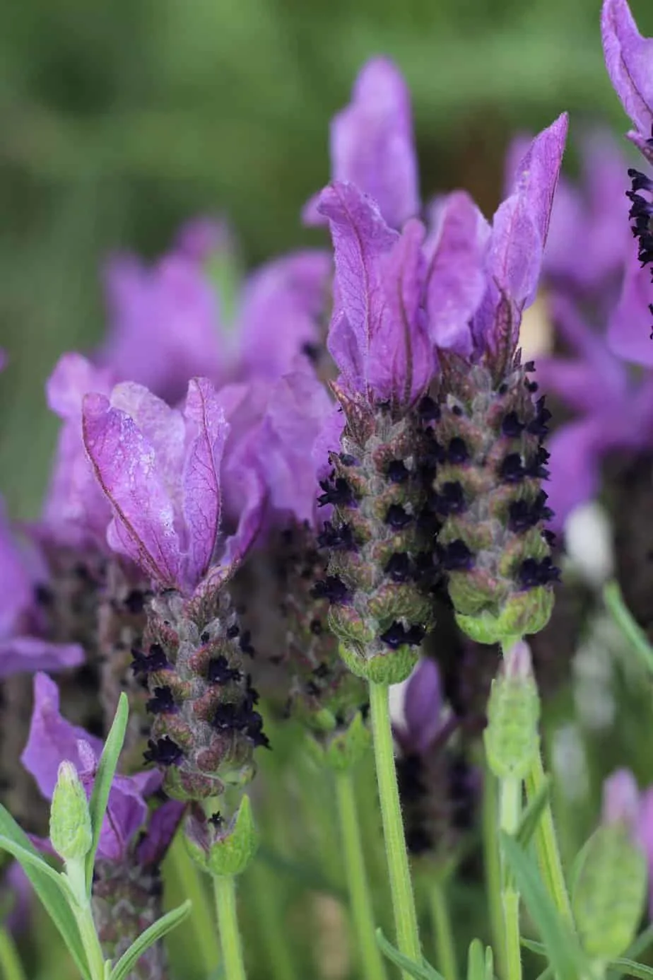 spanish lavender desert plants