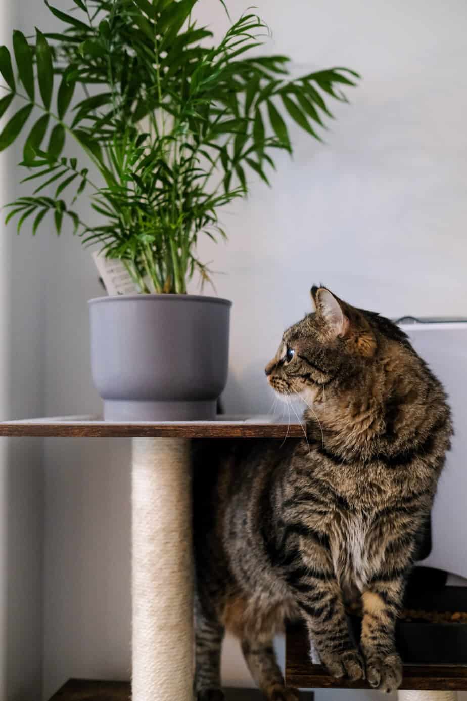 Indoor Plants Safe for Cats: A Cat-Friendly Green Space