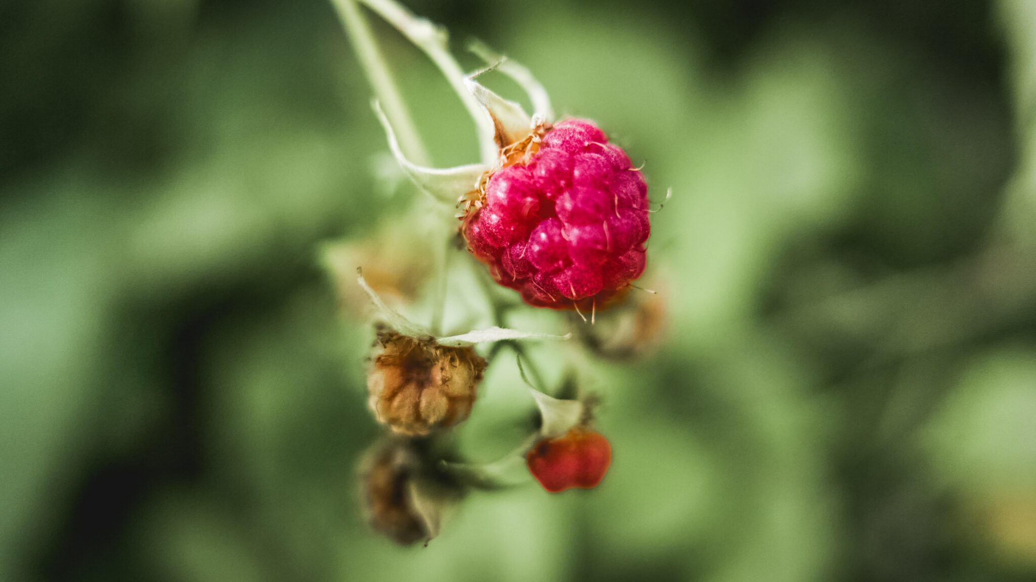 Raspberry Bush Locations Juicy Tips for Growing your own Raspberry Bushes - Ginger Casa