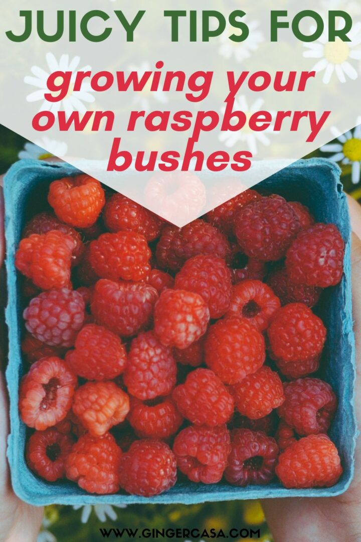 Juicy Tips for Growing your own Raspberry Bushes - Ginger Casa