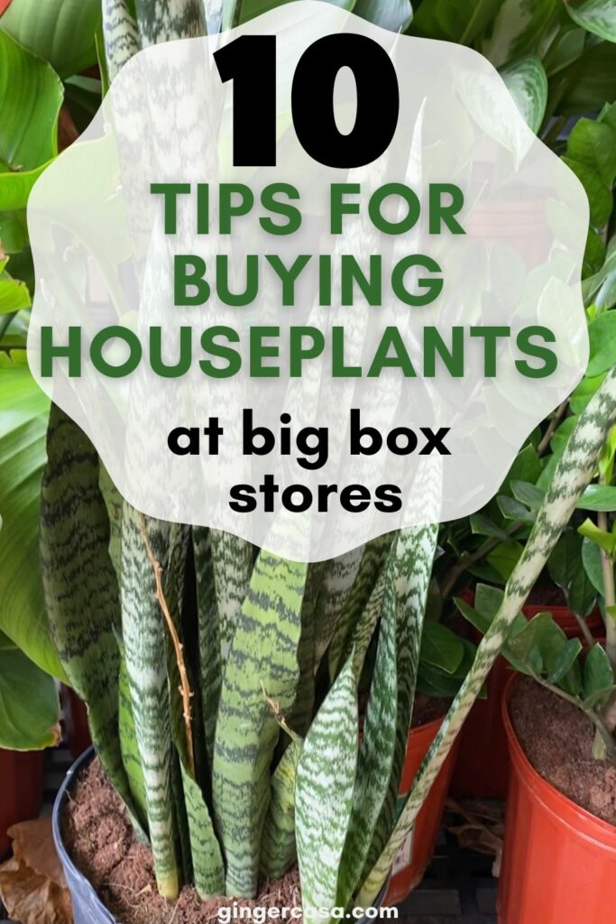 snake plant with text - 10 tips for buying houseplants at big box stores