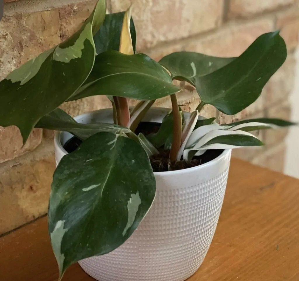white knight philodendron - tips for buying houseplants