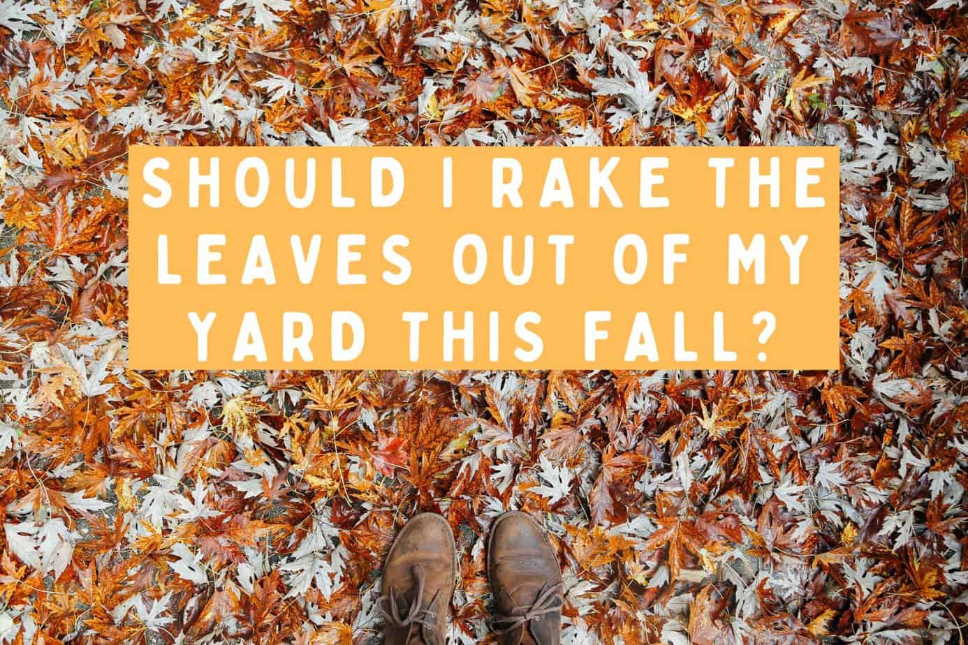 should i rake the leaves out of my yard this fall?