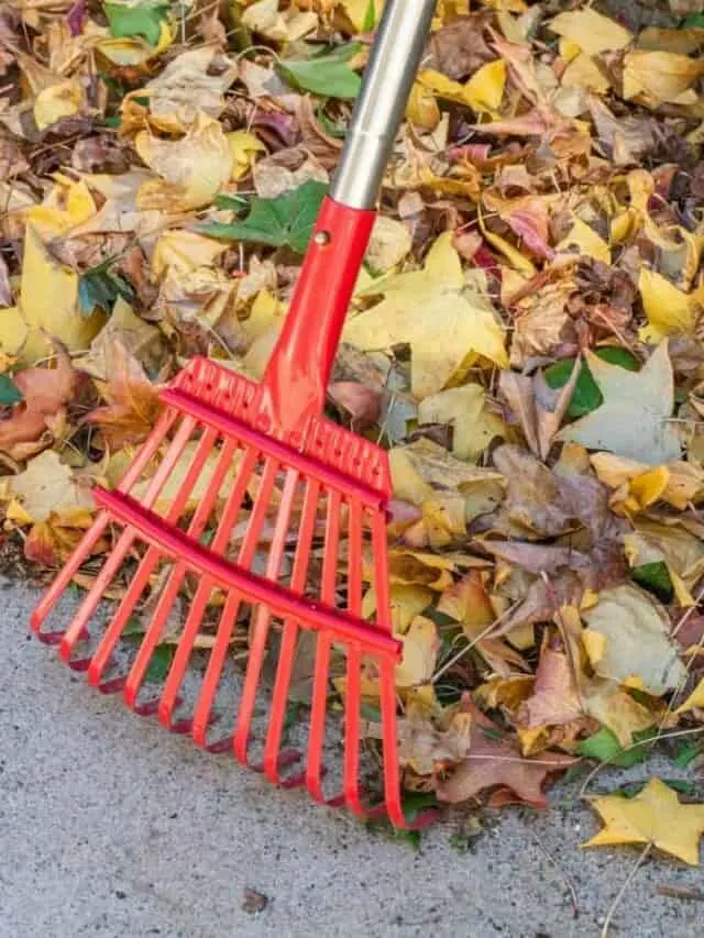 Do I Have to Rake The Leaves?