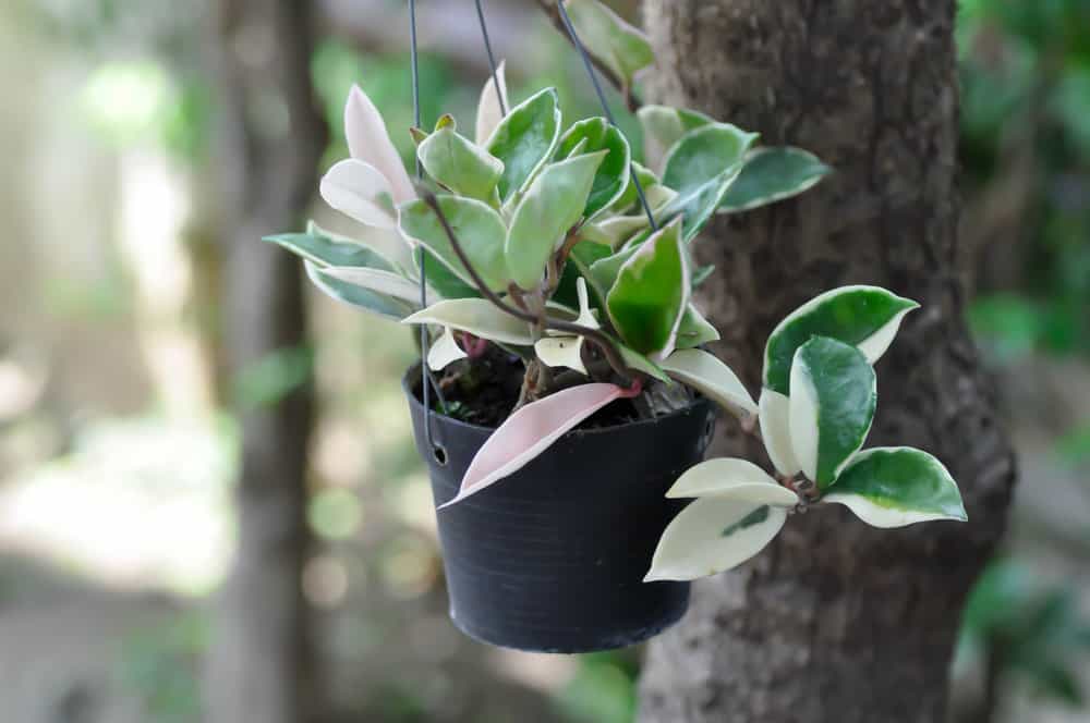 hoya, hoya carnosa or hoya carnosa pink or hoya carnosa tricolor