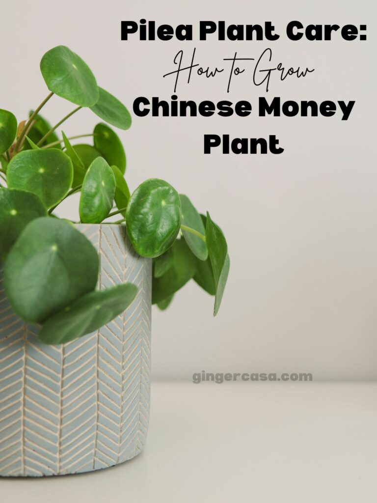 Pilea Plant Care: How to Grow Chinese Money Plant