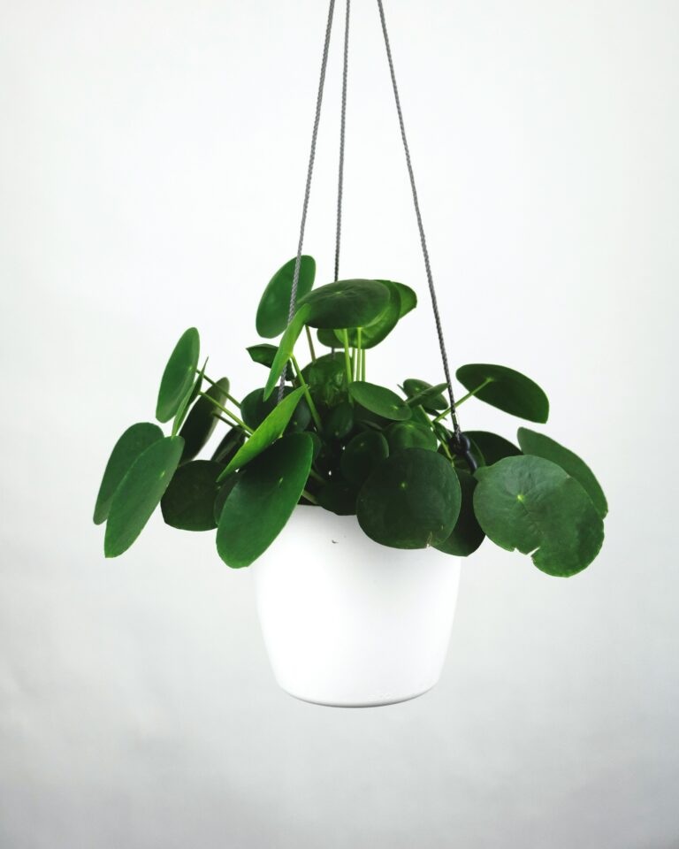 Green Thumb Gifts: The Ultimate Guide for Houseplant Lovers