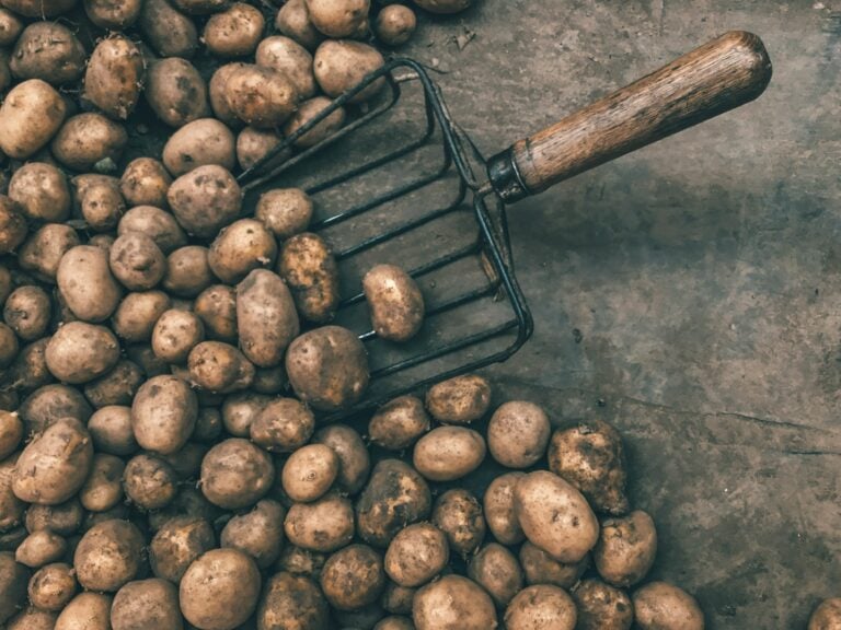 How to Store Potatoes the Right Way