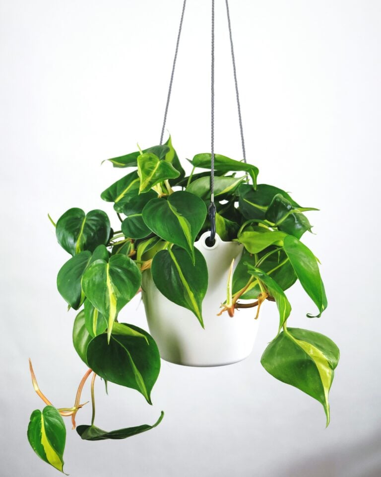 A Beginner's Guide to Philodendrons: 15 Varieties and Care