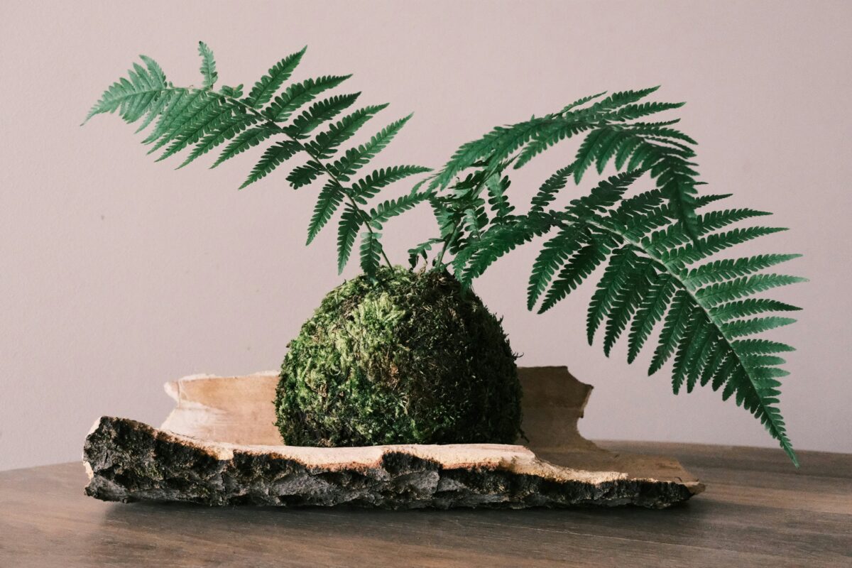What Is A Kokedama Moss Ball and How to Make Your Own - Ginger Casa