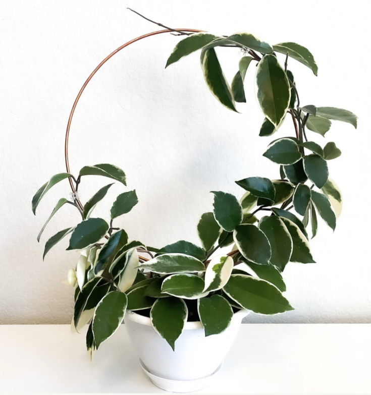 Image for Copper Plant Trellis Houseplant Support 
