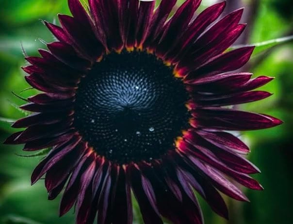 Dark and Moody: 10 Plants That Add Instant Drama to Your Yard