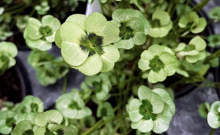 🍀 Lucky Finds: St. Patrick’s Day Gifts Everyone Will Love