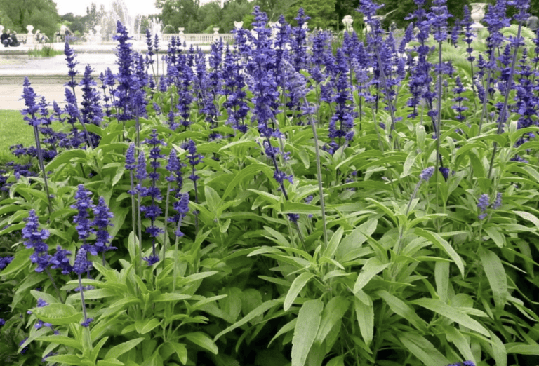 Beat the Heat: 10 Drought-Proof Plants That Thrive in Texas Yards!