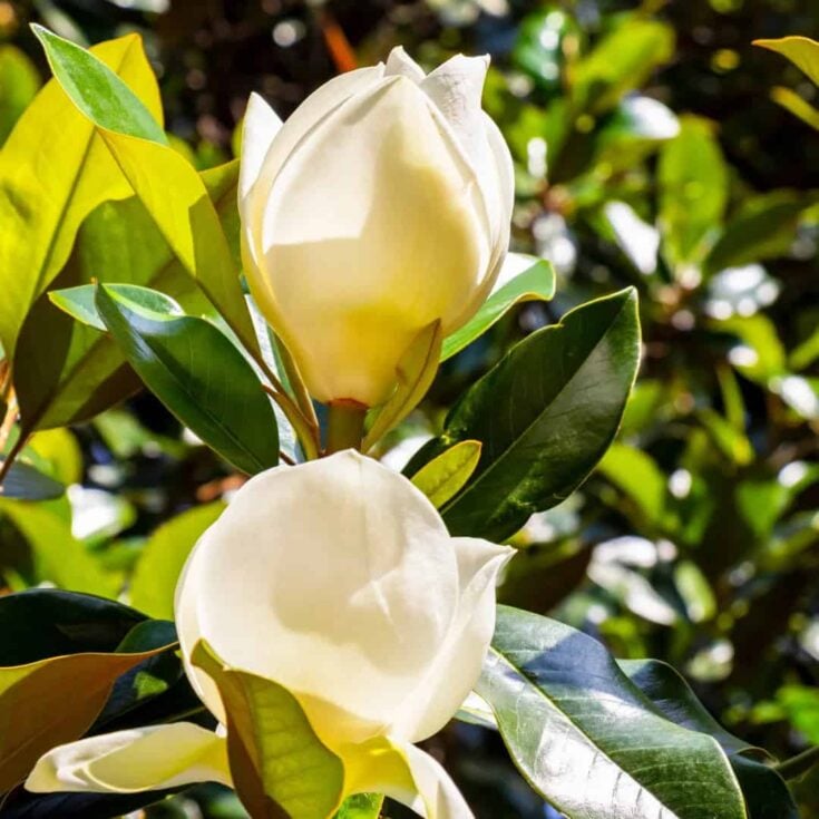 Image for Little Gem Southern Magnolia Tree